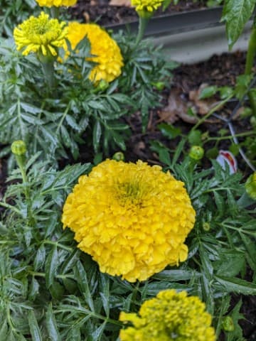 marigold