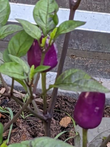 purple pepper